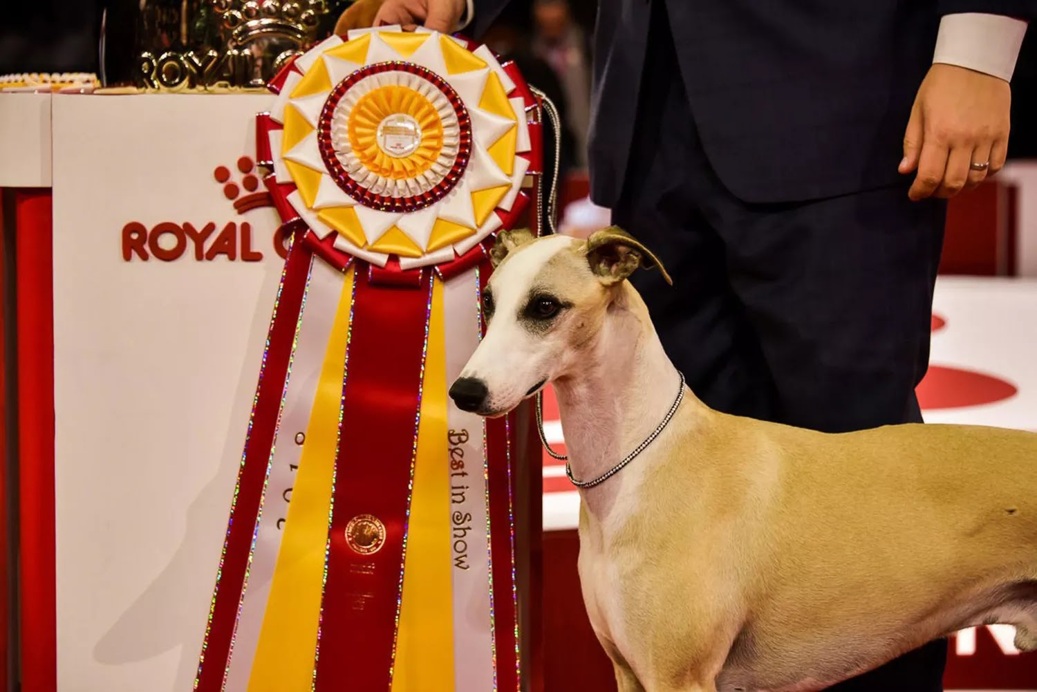 AKC National Championship 2018 Winner: Whiskey the Whippet